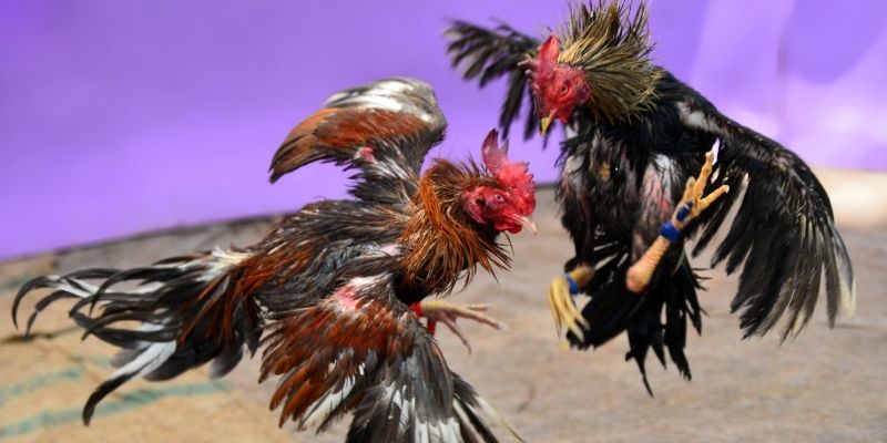 u 888 KM Game Bài 3d