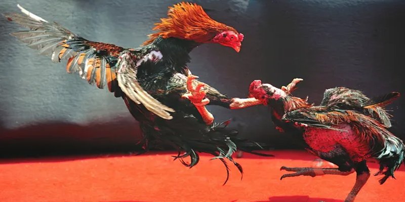 u 888 bắn cá h5 chơi ngay