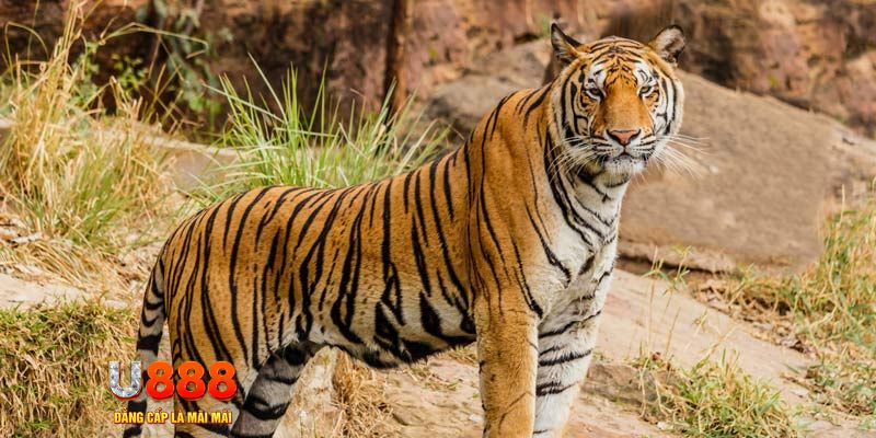 u 888 xổ số bình thuận