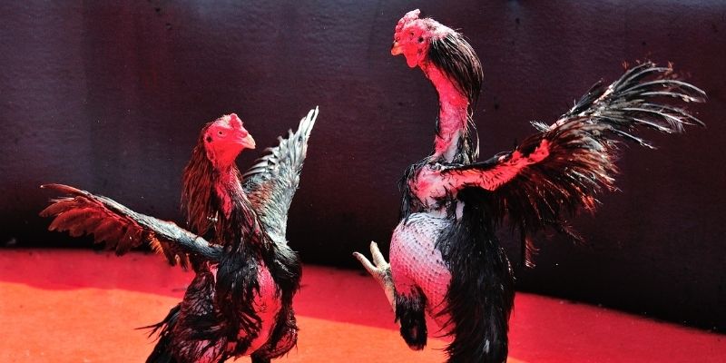 u 888 thị trường baccarat là gì