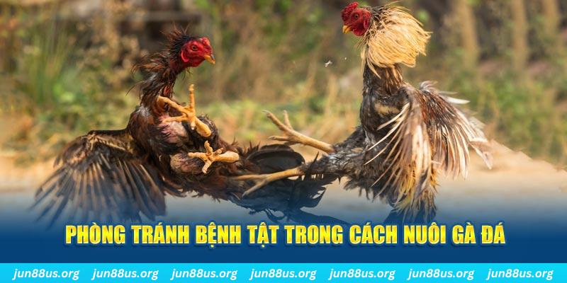 u 888 đăng nhập phỏm online