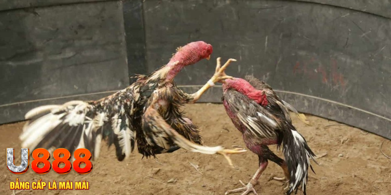 u 888 đăng nhập tiến lên miền nam số 1